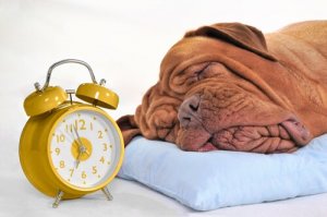 愛犬はどれぐらいの睡眠を必要としているのだろう