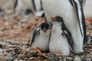 ペンギンを保護すること :環境保護キャンペーン