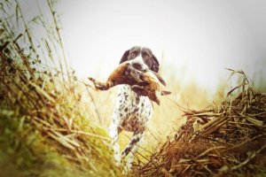 場面に応じて活躍する様々な狩猟犬