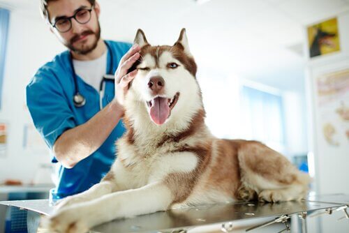 髄膜炎の治療を受ける犬 犬の髄膜炎 原因 症状 治療法
