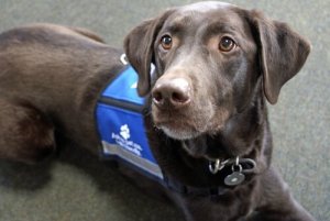 働く犬の仕事5選:どんな役割があるの?