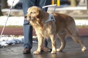 盲導犬の一生:子犬から引退するまで