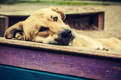 ベンチでうなだれる犬 迷子 犬 対処