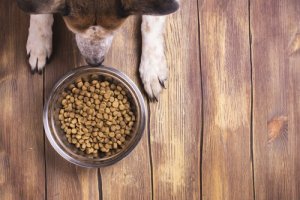愛犬に普通のドッグフードを食べさせるには?