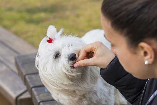 ペット薬草療法 で元気な犬