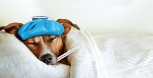 犬の髄膜炎:原因と症状、そして治療について