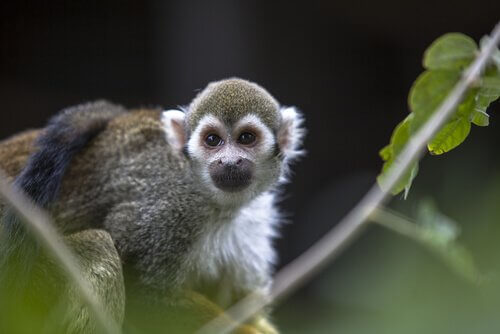 中国十二支に出てくる動物 猿