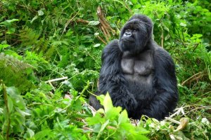 ユニークな霊長類と言えば?マウンテンゴリラについて