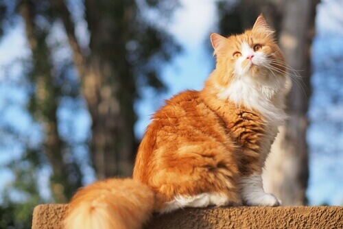 猫の名前 長毛種の猫 名前