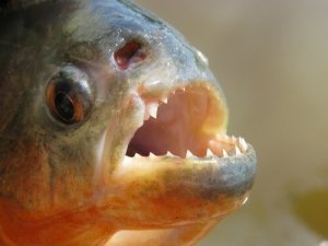 ピラニア:恐怖の魚について知ろう