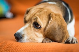 犬を精神科医に診てもらったほうがいいのはどんなとき?