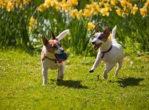 お庭で遊ぶ犬 ペット 庭に入れた時 リスク