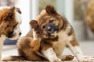 犬が耳を引っ掻くのはなぜ?耳が痒くなる原因とは