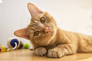 猫は種類によって賢さが違うって本当?