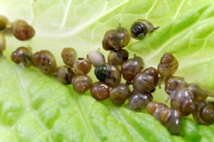 カタツムリを繁殖させたいときに知っておきたいこと