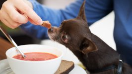 犬にスープを飲ませてもいいの?