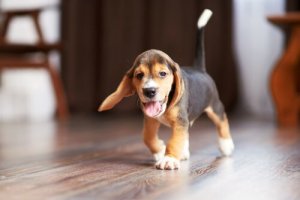 子犬が家に来た!最初の数日の過ごし方