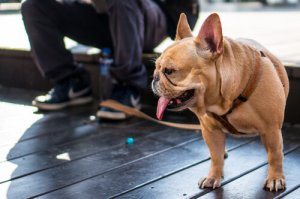 犬の散歩に適したリードとは?