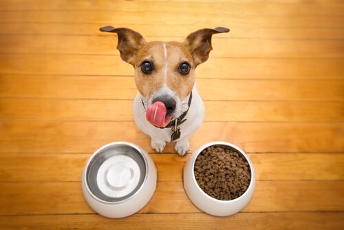 ドッグフードを食べさせるには 犬 ドッグフード 食べない