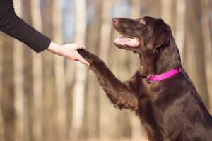 犬の知能を上げるためにできること