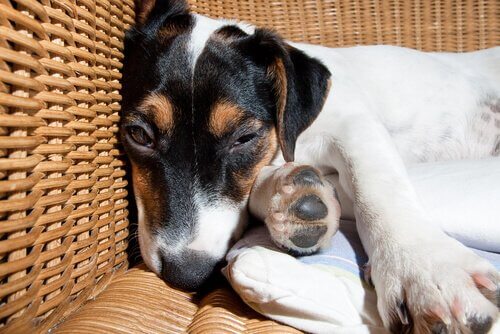 犬の髄膜炎 原因 症状 治療法