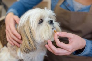 ペット薬草療法とは?
