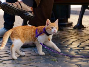 ネコちゃんのお散歩!猫を散歩に連れていく方法