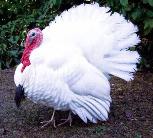七面鳥 白色オランダ種