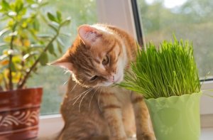 ネコにとって毒となる植物