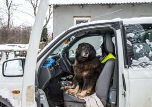 愛犬が車恐怖症だったらどうすればいいの?