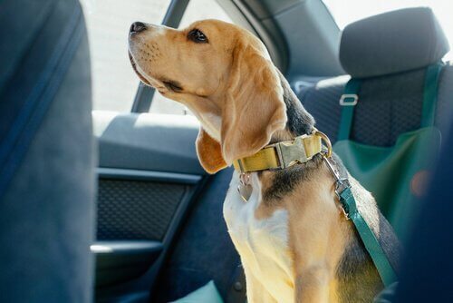 車の中で座る犬 犬 車恐怖症 ワンちゃん