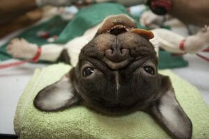 ペットの麻酔の種類について