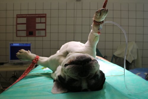 犬の麻酔 麻酔 ペット 種類