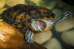 水棲亀:ペットとして飼うのが難しいのはなぜ?