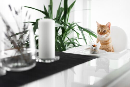 猫用ケーキレシピ