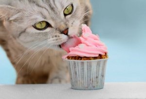 あなたも猫用ケーキを作ってみませんか?