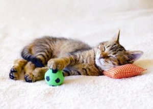 猫はどれくらい長く留守番できる?