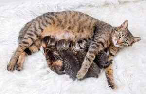 猫における避妊の重要性