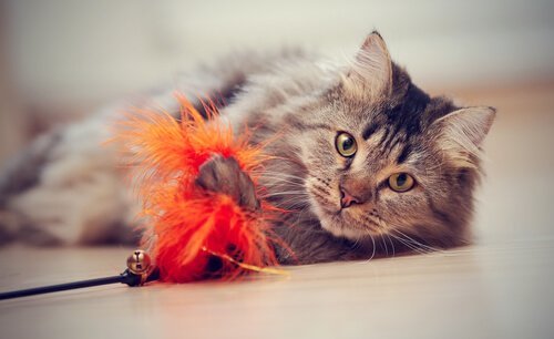 猫じゃらしで遊ぶ猫 猫 どれくらい長く 留守番