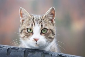 猫がジッと見つめてくる理由