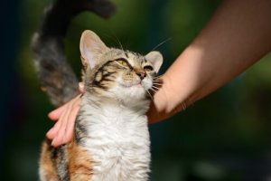 猫がゴロゴロと喉を鳴らすワケ