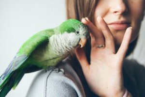ペットの鳥の回虫駆除をしよう