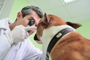 ちゃんと見えていないかも?犬の視力を確認する方法