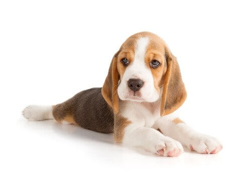 犬の名前２ カテゴリー   オス犬   名前