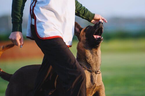 犬の訓練 カテゴリー   オス犬   名前