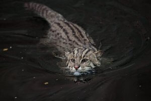 魚を捕る猫:絶滅の危機にあるスナドリネコについて