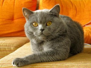 愛猫の行儀を良くする方法とは?