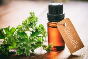 自家製虫除け剤:蚊を寄せ付けない虫除けの作り方5選