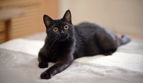 飼い主を見つめる黒猫 猫 どれくらい長く 留守番