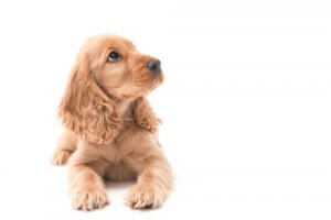 犬から尊敬される飼い主になるためのアドバイスとは?